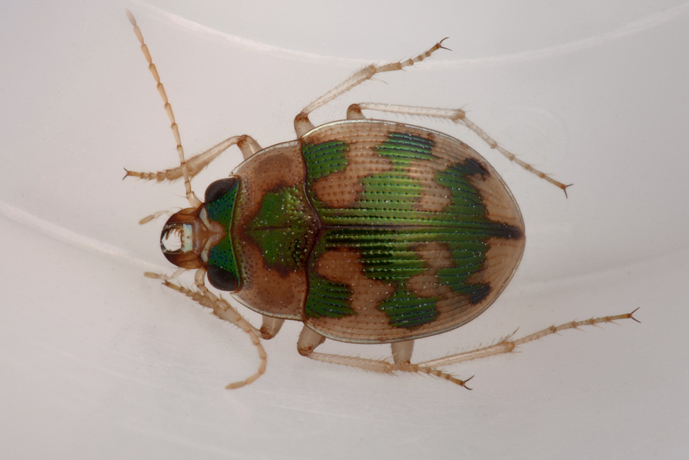 Carabidae: Omophron limbatum